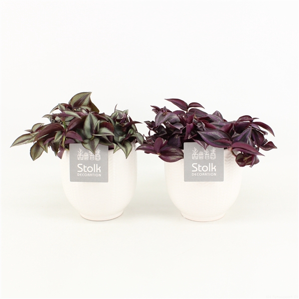 <h4>Tradescantia Mix in Liv keramiek</h4>