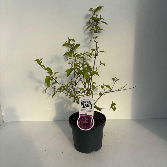 <h4>Callicarpa bodinieri Profusion</h4>