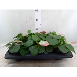 Pilea peperomoides
