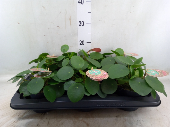 <h4>Pilea peperomoides</h4>