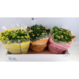 Kalanchoe blos.   ..rosebud mix  4