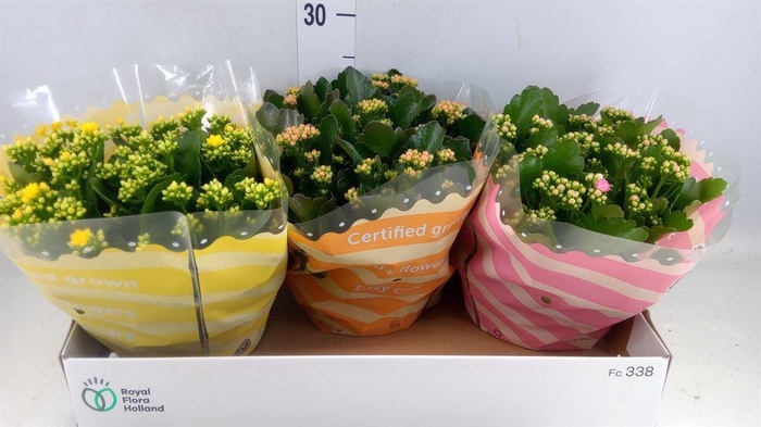 <h4>Kalanchoe blos.   ..rosebud mix  4</h4>