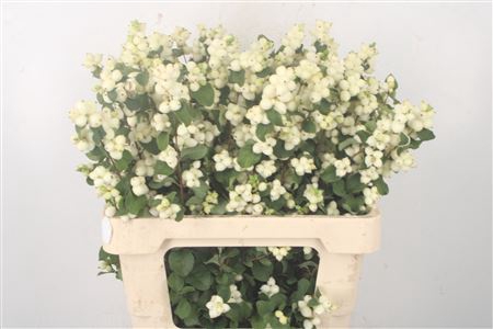 <h4>Sympho Mag Lemon Lime</h4>