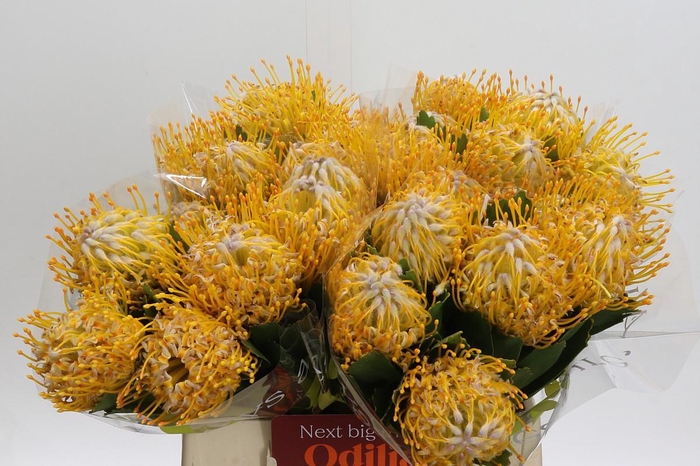 <h4>Nutans Joti</h4>