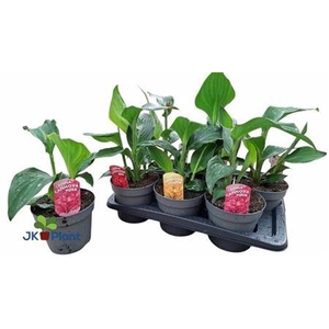 Canna Cannova gemengd