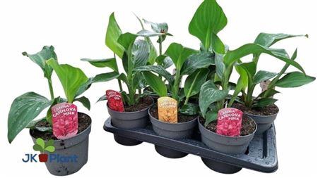 <h4>Canna Cannova gemengd</h4>