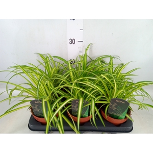 Chlorophytum cos. 'Atlantic'