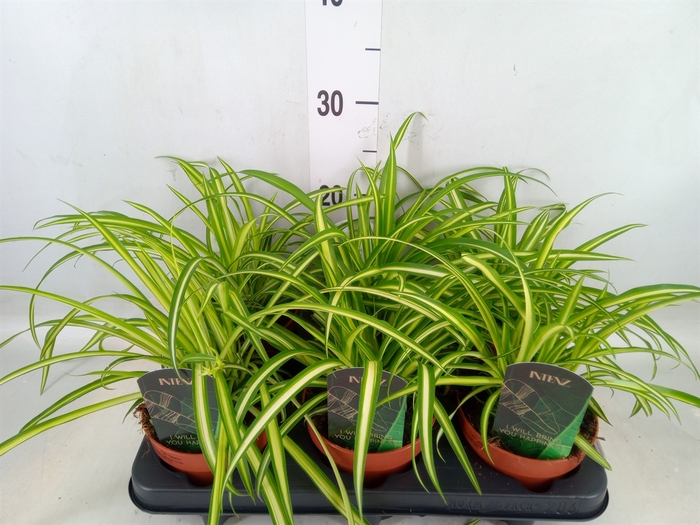 <h4>Chlorophytum cos. 'Atlantic'</h4>