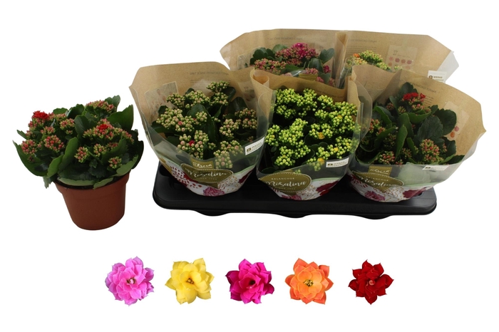 <h4>KAL GE RO GEM 5 KL</h4>