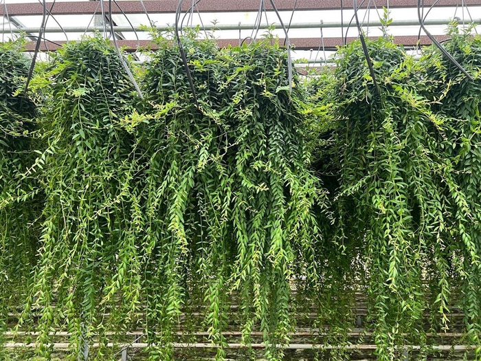 <h4>Aeschynanthus Japhrolepis XXL</h4>