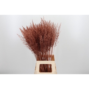 Calamagrostis Kl Bh Koper