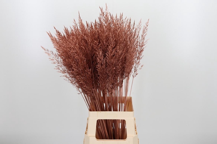 <h4>Calamagrostis Kl Bh Koper</h4>