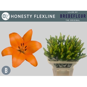 Li La Honesty 2+ Flexline Bredefleur