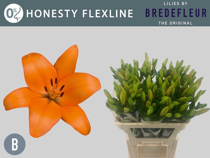 <h4>Li La Honesty 2+ Flexline Bredefleur</h4>