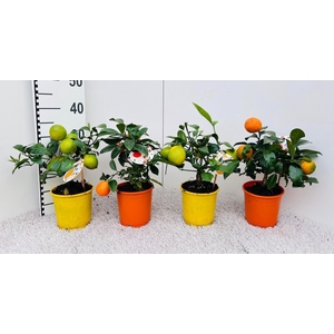 Citrus Mix-Tray 3 Var. medi-stem (s2)