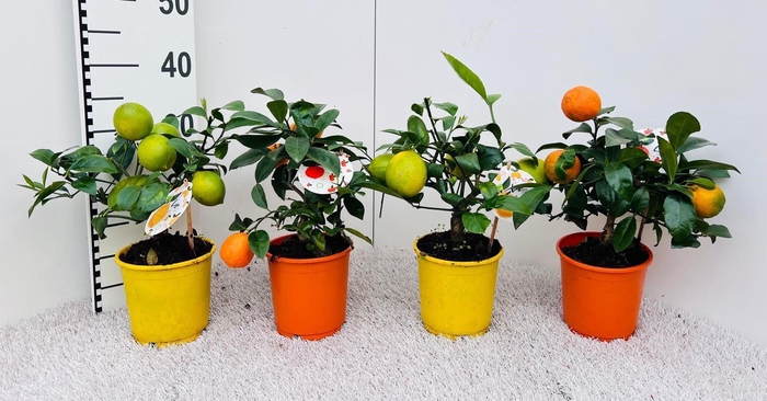 <h4>Citrus Mix-Tray 3 Var. medi-stem (s2)</h4>