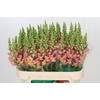 Antirrhinum majus Toulon Apricot