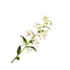 Lilium Botanical White