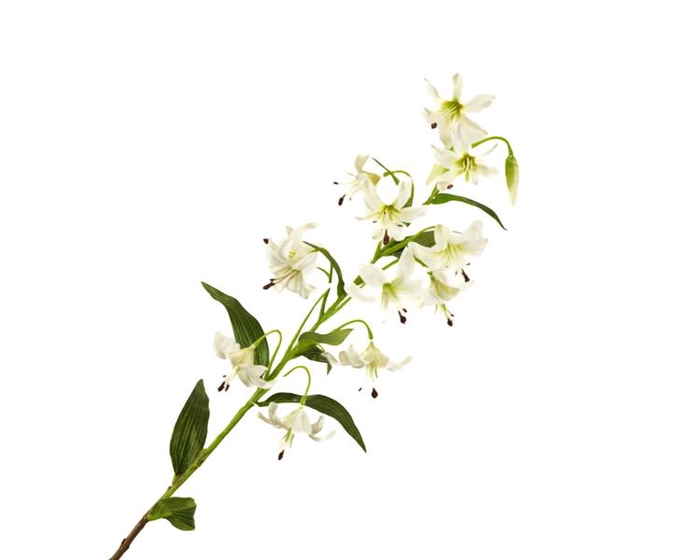 Lilium Botanical White