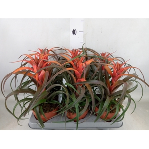 Tillandsia capitata 'Hermosa'
