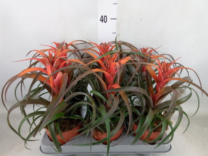 <h4>Tillandsia capitata 'Hermosa'</h4>