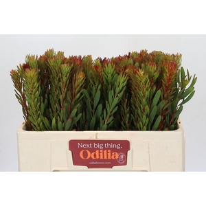 Leucadendron Safari Sunset