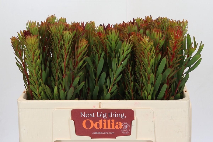 <h4>Leucadendron Safari Sunset</h4>