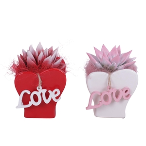 Valentine Arr. Succulent Ceramic Heartshape Vase Ø09cm 1PP