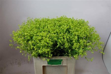 <h4>Alchem M Robustica</h4>