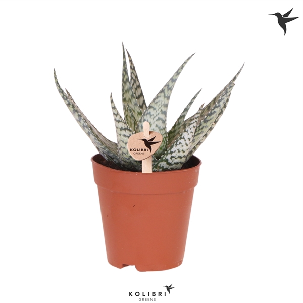 <h4>Kolibri Greens Succulenten Aloë Bronze Lizard</h4>