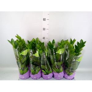 Zamioculcas zamiifolia