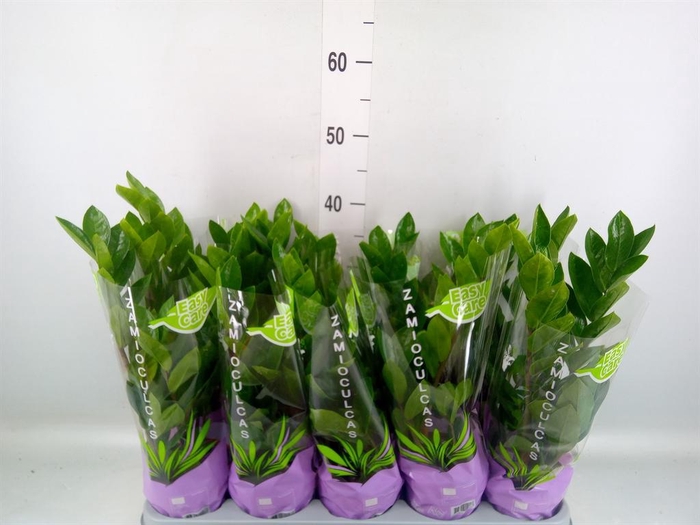 <h4>Zamioculcas zamiifolia</h4>