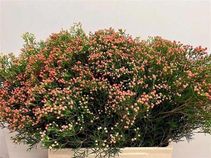 <h4>CHAME UN JUPITER SOL</h4>