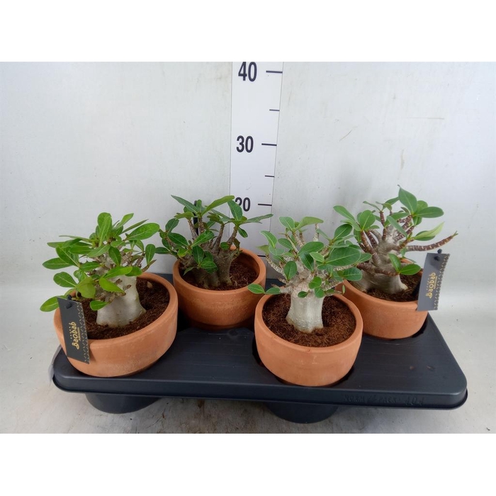 <h4>Adenium NB 'Ansu Baobab'</h4>