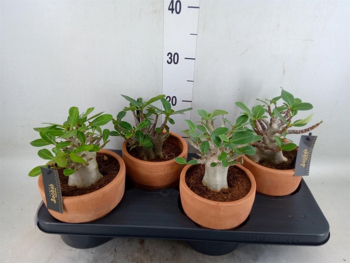 Adenium NB 'Ansu Baobab'