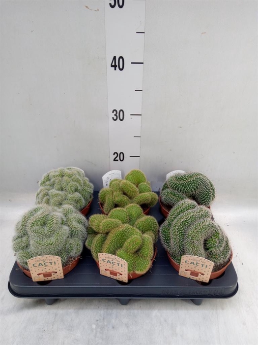 <h4>Mammillaria  ...mix</h4>