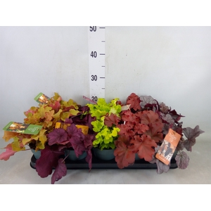 Heuchera  'Indian Summer'   ...mix