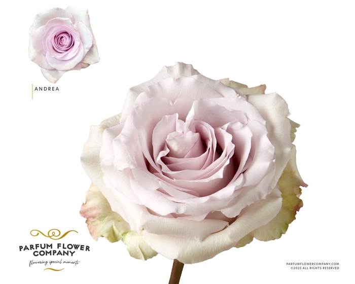 <h4>Rosa Premium Andrea</h4>