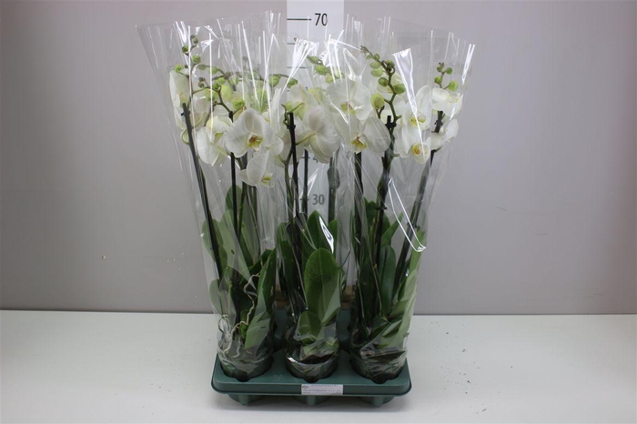 <h4>Phal Cambridge 2 Tak</h4>