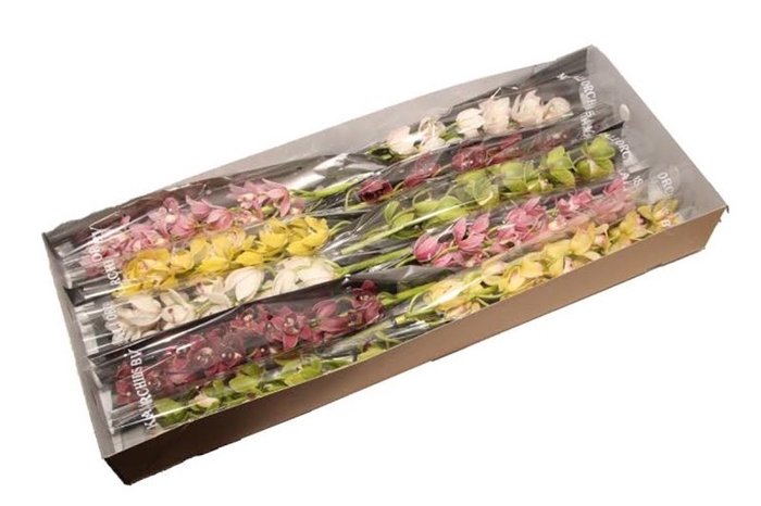 <h4>Cymbidium Mini Mix X15 50cm</h4>