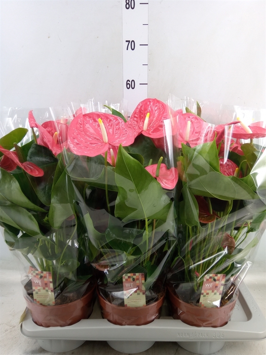<h4>Anthurium andr. 'California'</h4>