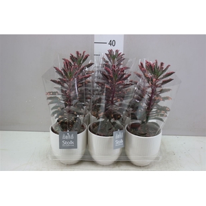 Kalanchoe Pink Special Liv Keramiek