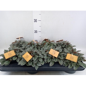 Peperomia 'Napoli Nights'