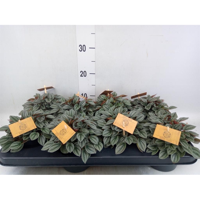 <h4>Peperomia 'Napoli Nights'</h4>