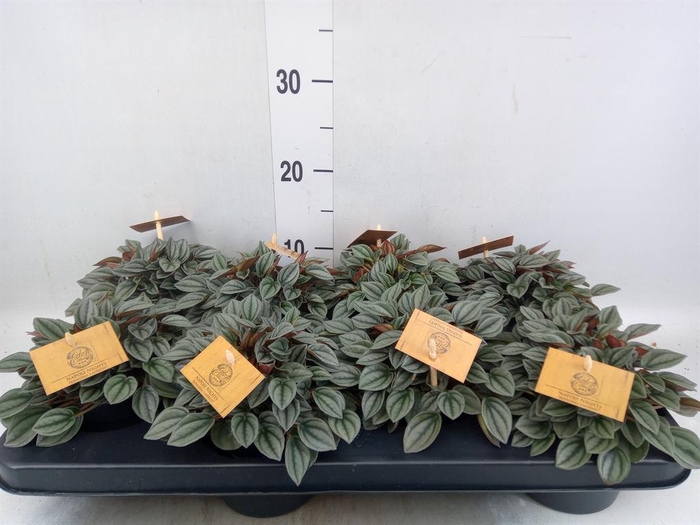 <h4>Peperomia  'Napoli Nights'</h4>