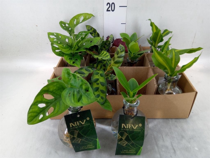 <h4>Planten  ..mix</h4>