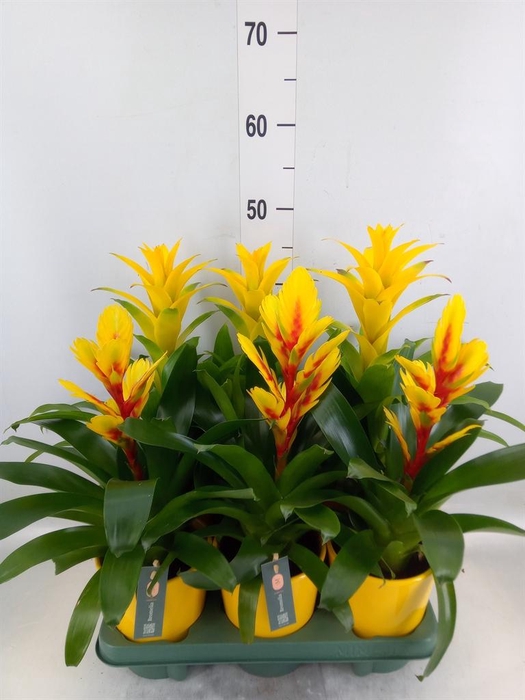 <h4>Bromelia   ...mix</h4>