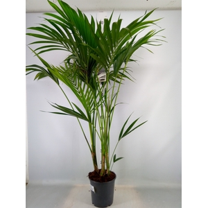 Howea forsteriana
