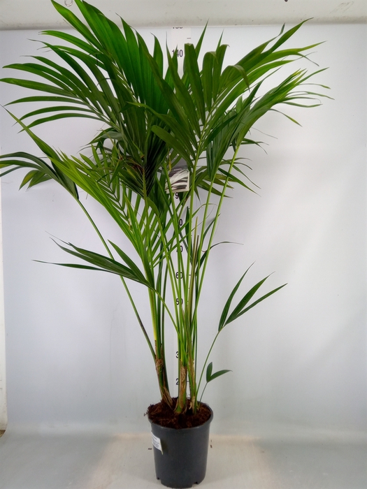 <h4>Howea forsteriana</h4>