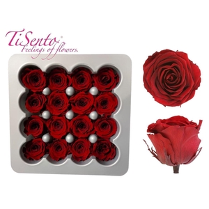 Arrangementen Potroos H%